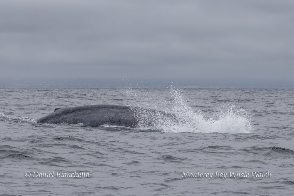 Whale breaching water surface with splash in cloudy ocean.