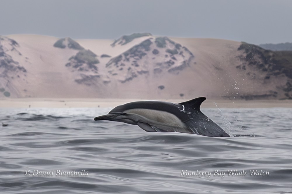 Dolphin leaping over ocean waves with sandy dunes in the background.