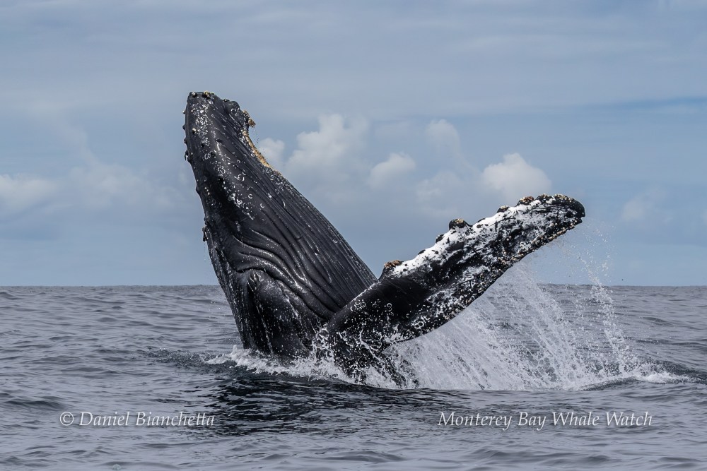 Humpback whale breaching the ocean surface against a cloudy sky.