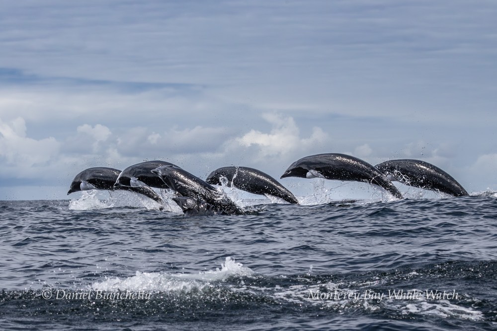 Five dolphins leaping in unison over ocean waves.