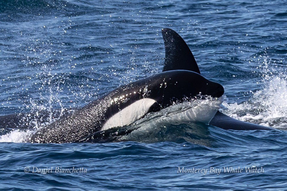 Orca surfacing in ocean water with dorsal fin visible.