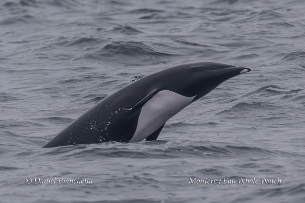 Orca head emerging from the ocean surface with water droplets.