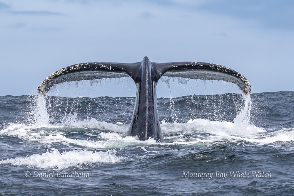 Whale tail emerging from the ocean with barnacles on it.