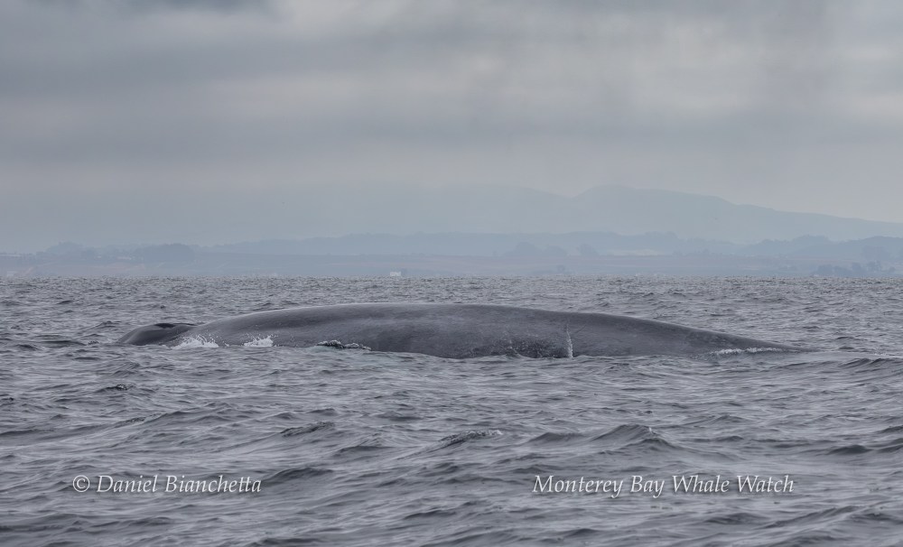 Blue whale surfacing in ocean under cloudy sky.