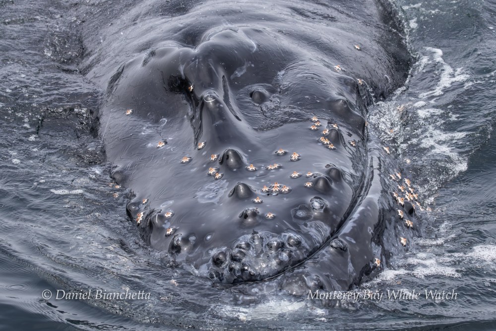 Close-up of a whale's head with barnacles in the ocean.