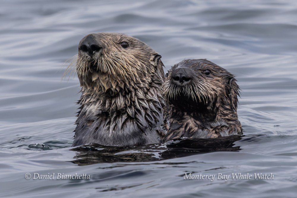 Two sea otters swimming close together in the water.