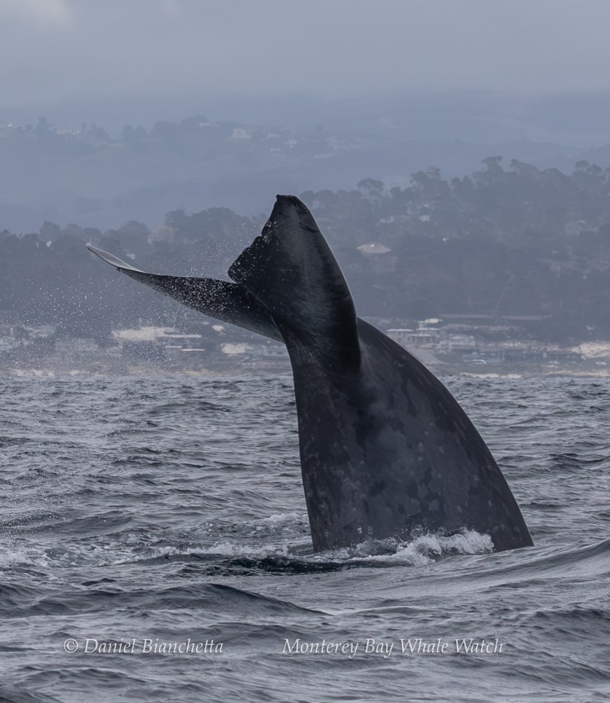 Whale tail emerging from the ocean against a foggy coastal backdrop.