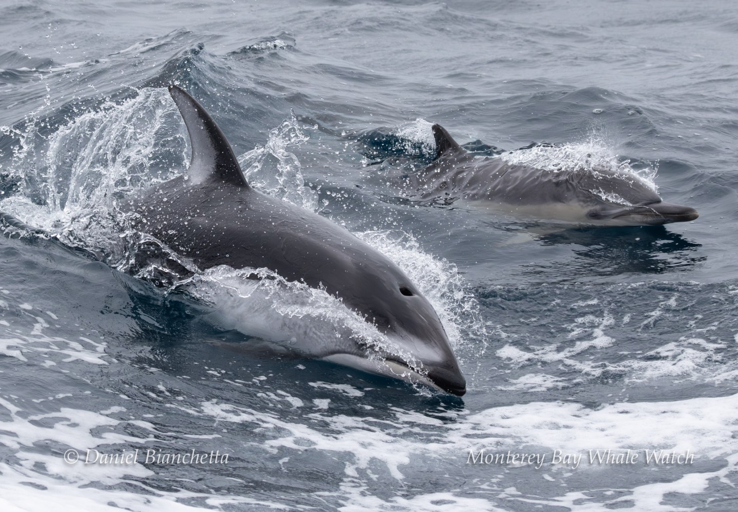 Two dolphins swimming in the ocean with splashes of water.