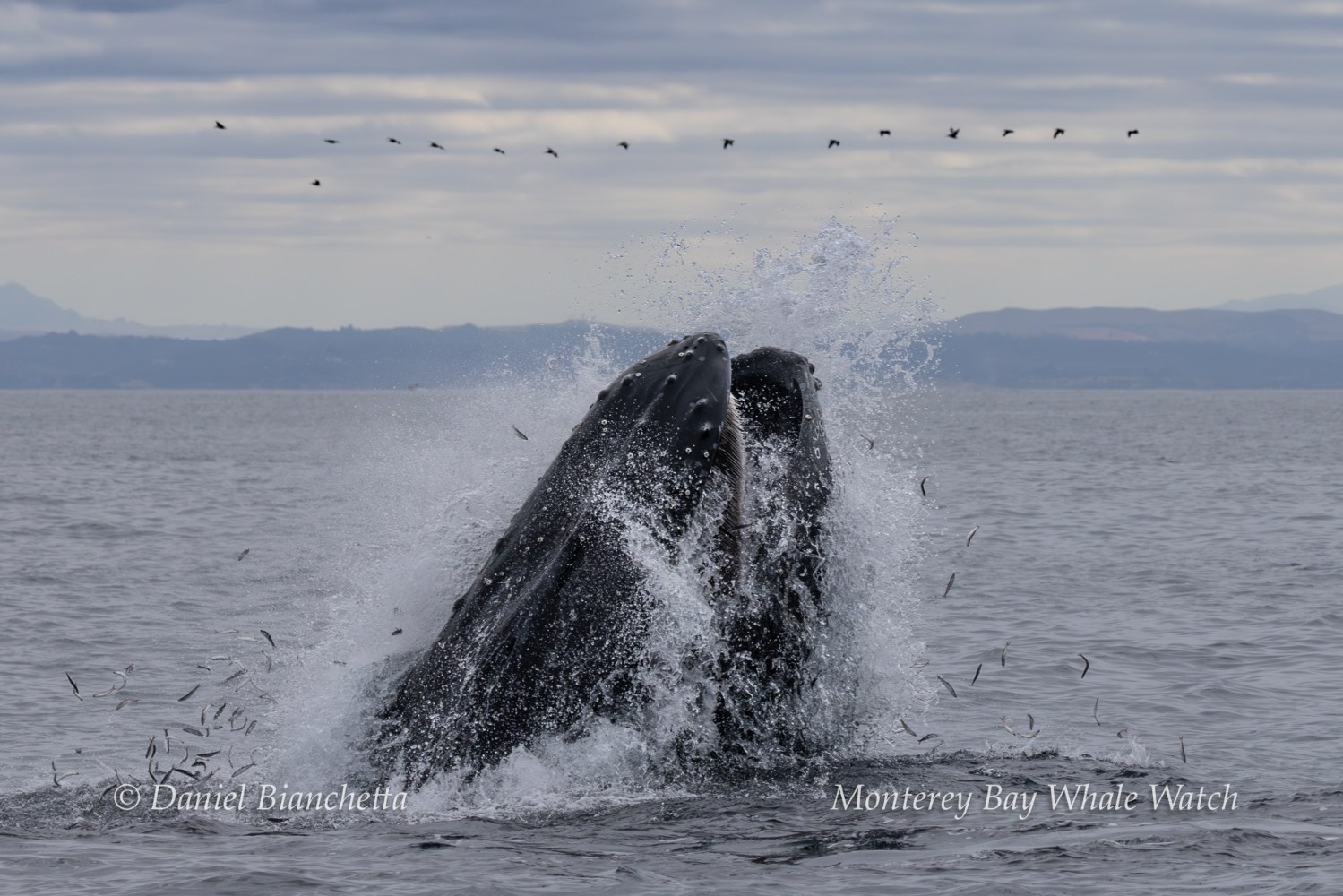 Humpback whale breaching with water splashing, small fish around.
