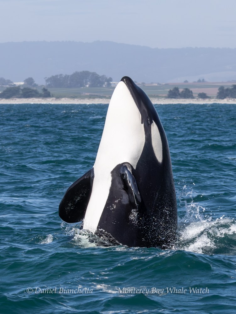 Orca leaping vertically from ocean with scenic coastline in background.
