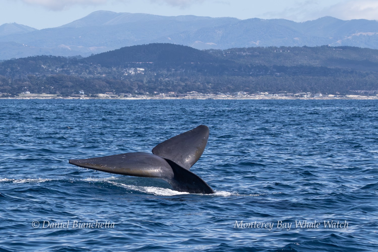 A whale's tail above ocean water with mountains in the background.