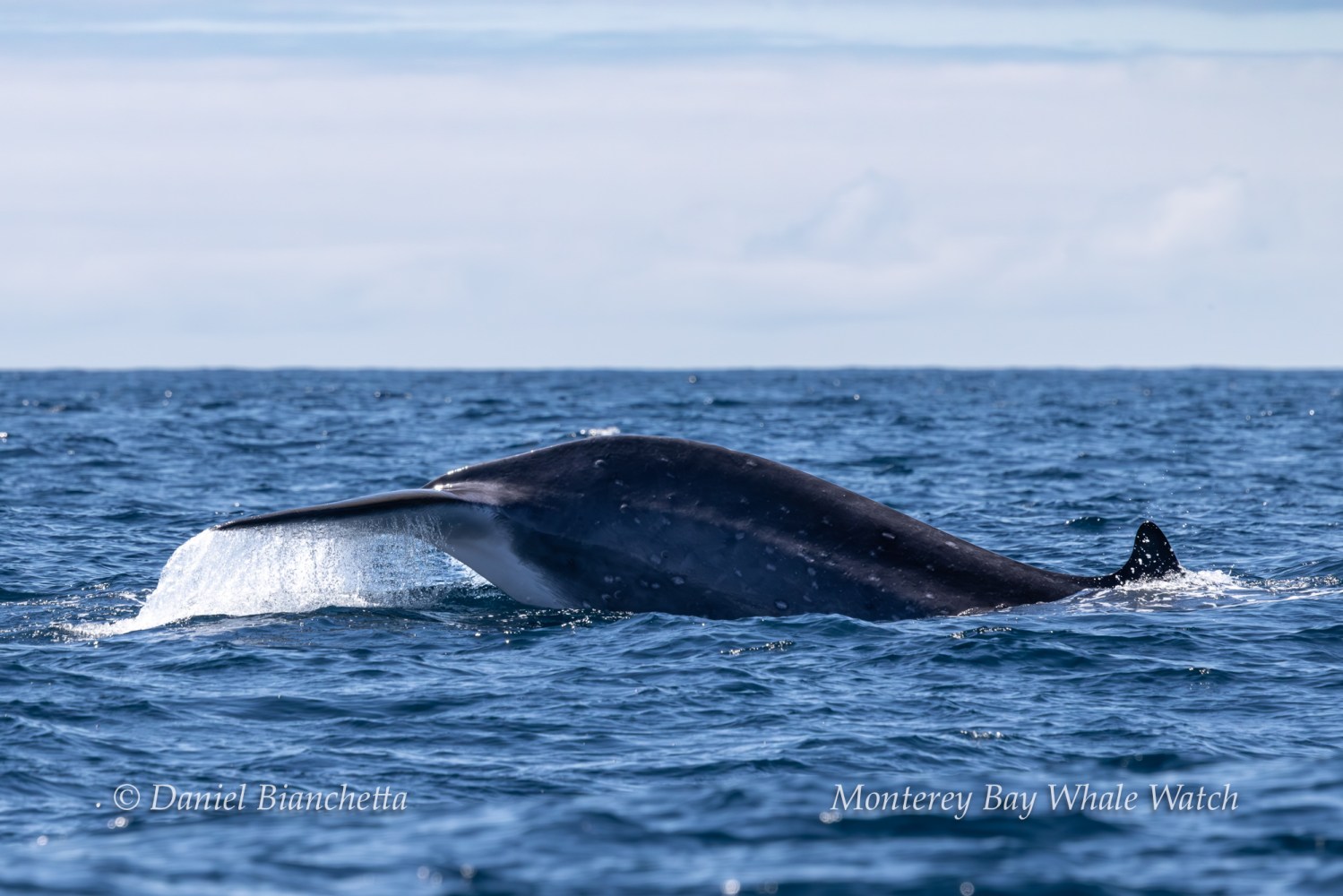 Whale tail surfacing in the ocean under a cloudy sky.
