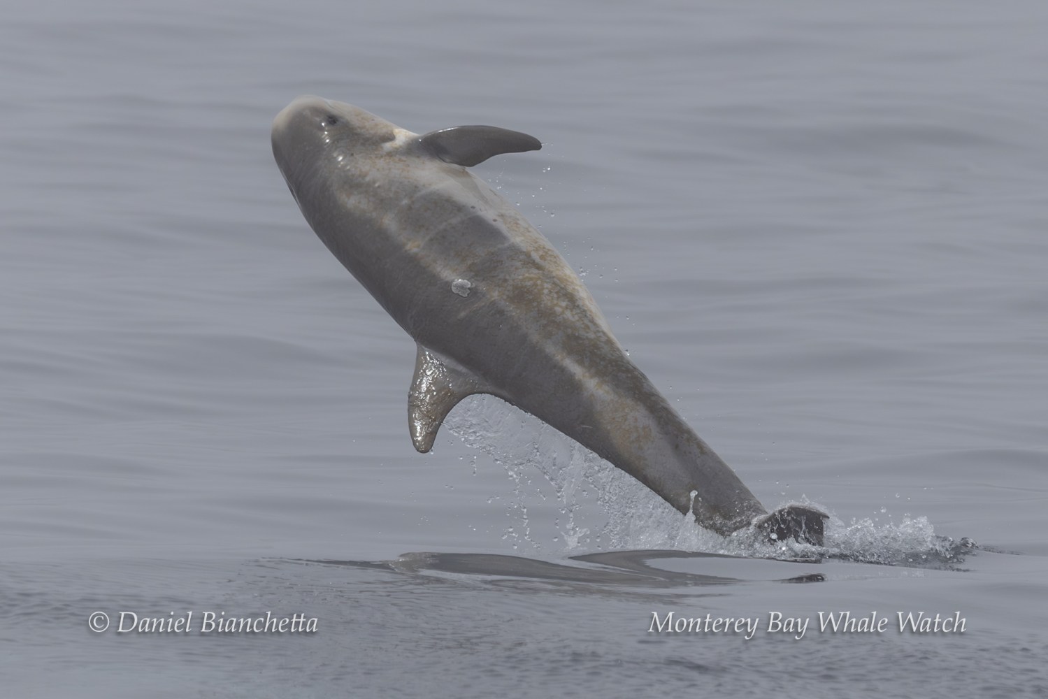 A dolphin leaps out of the water with a gray sky background.