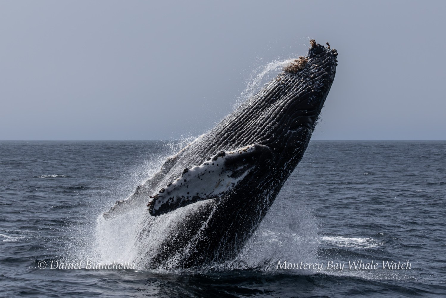 Whale breaching water with a splash in the ocean.