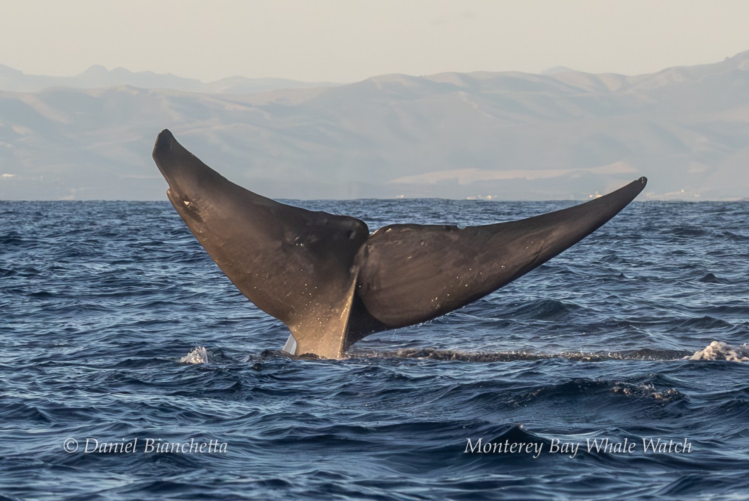 Whale tail above ocean surface with mountains in background.