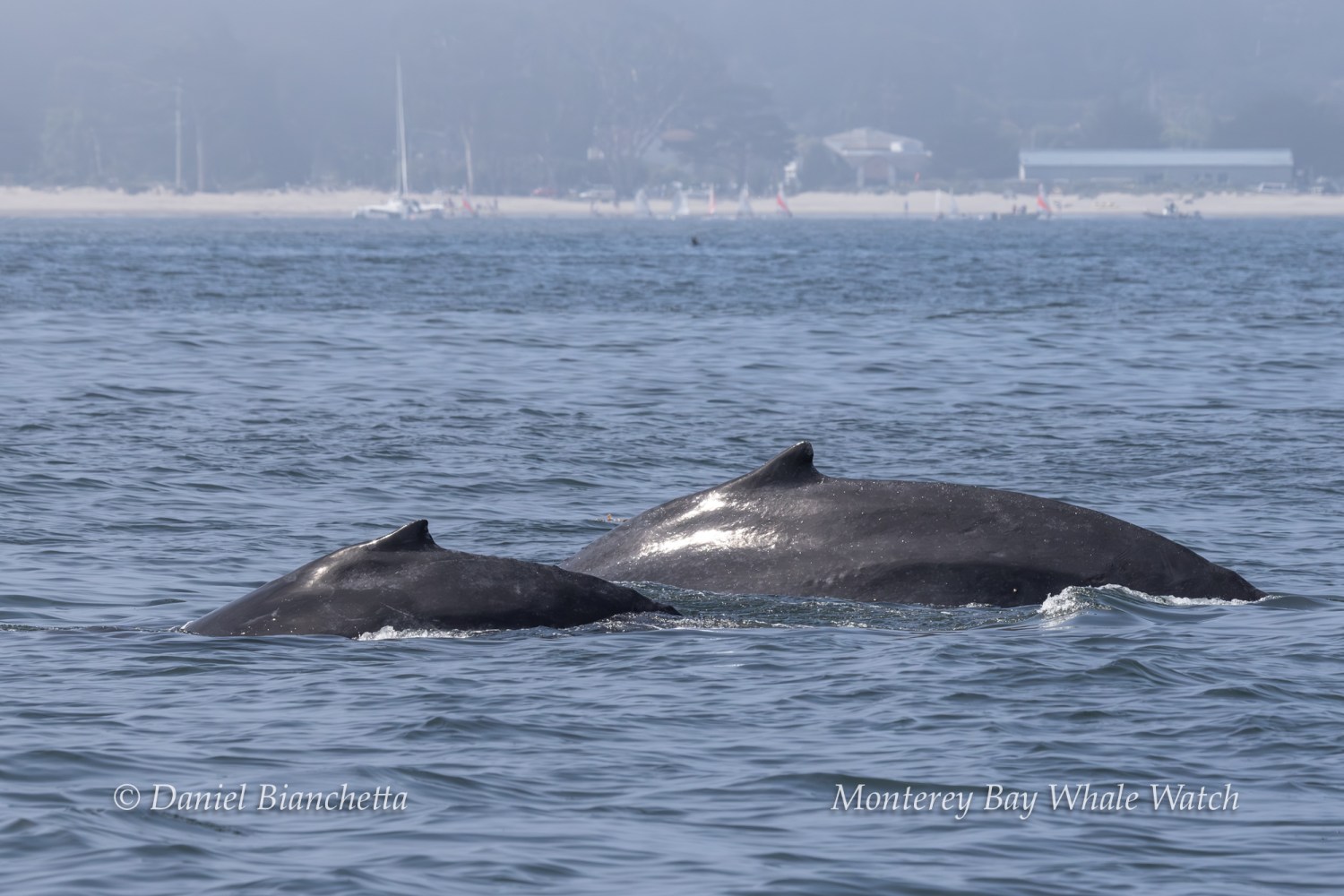 Two whales swimming near the ocean surface with a distant shoreline.
