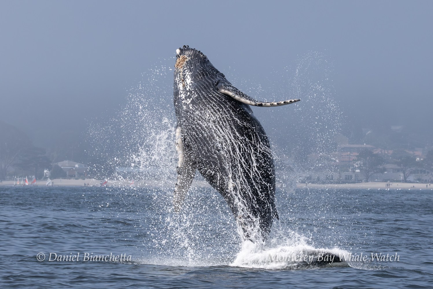 Humpback whale breaching water with misty background.