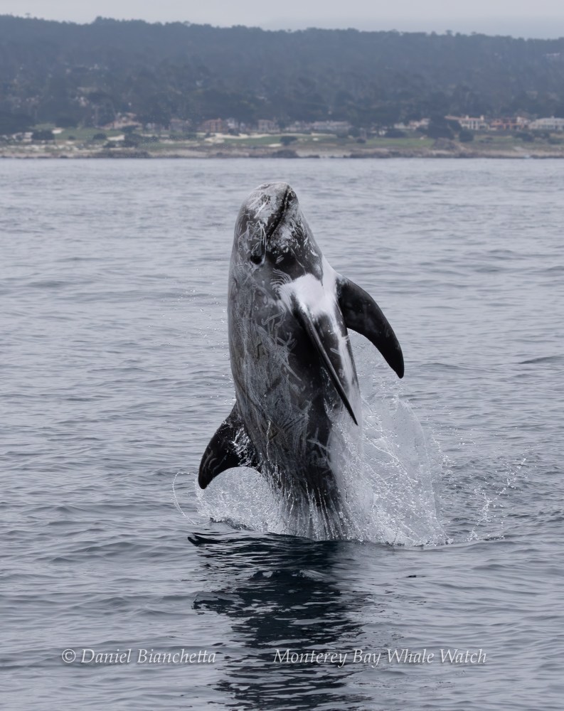 Dolphins leaping out of the ocean water with a coastal background.