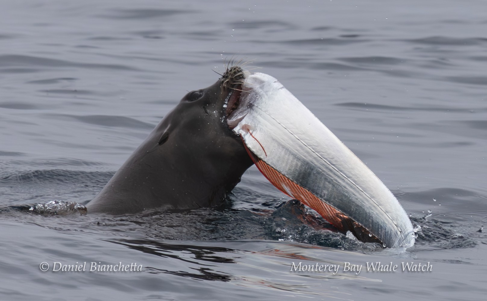 Sea lion holding large fish at ocean surface.
