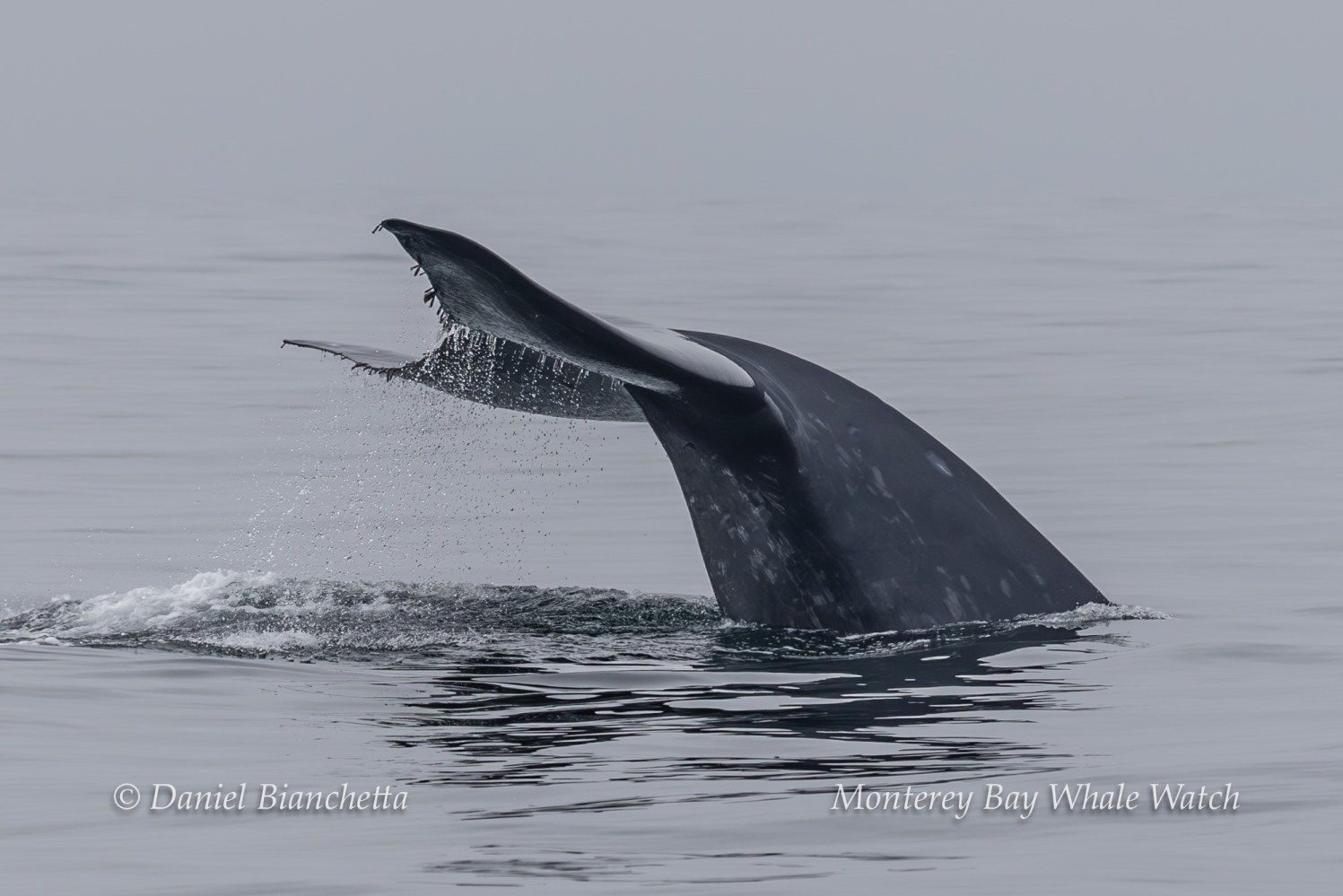 Blue whale's tail fluke rising from calm ocean water.