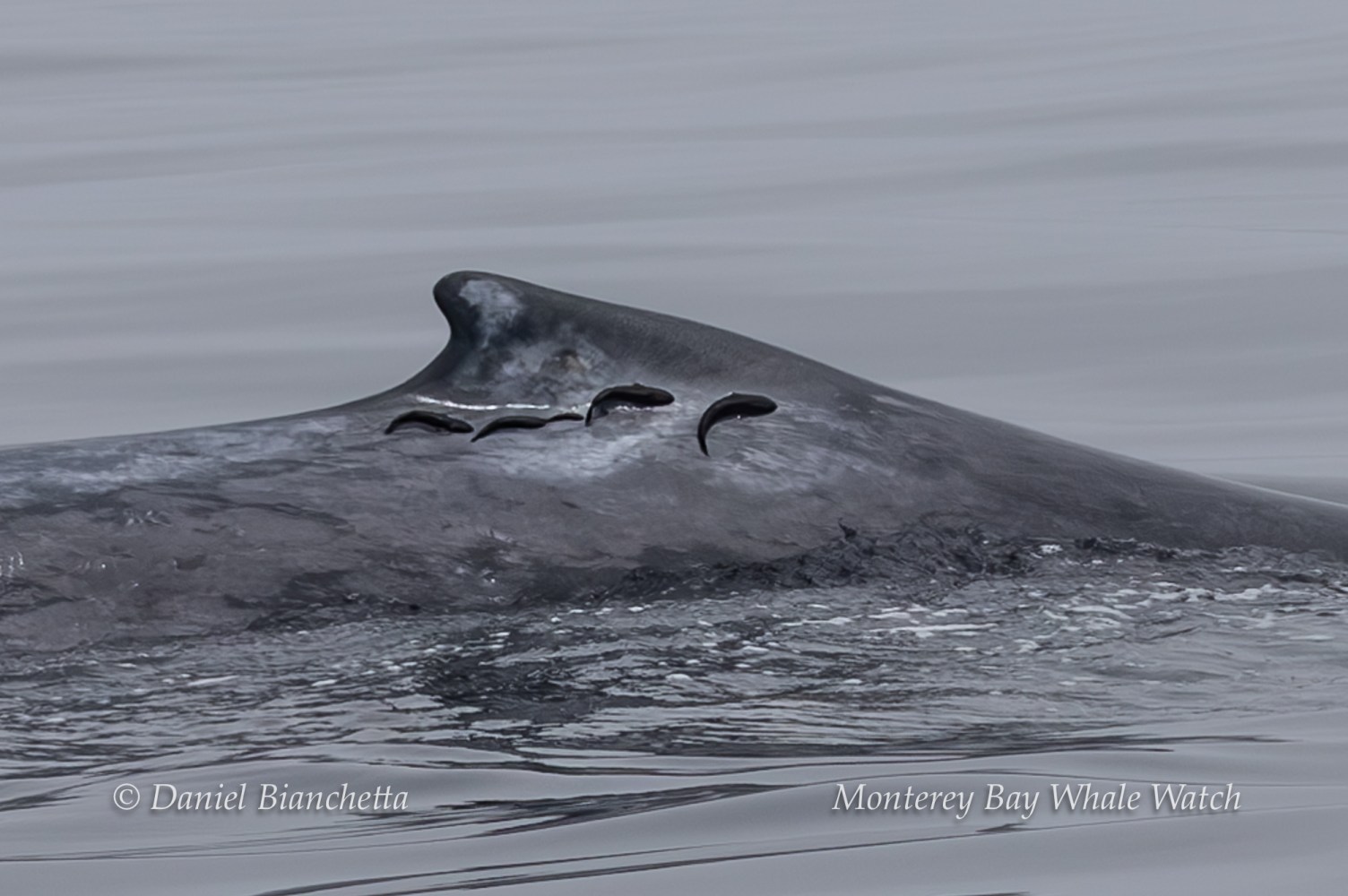 Close-up of a blue whale's back with suction cup marks on the surface.