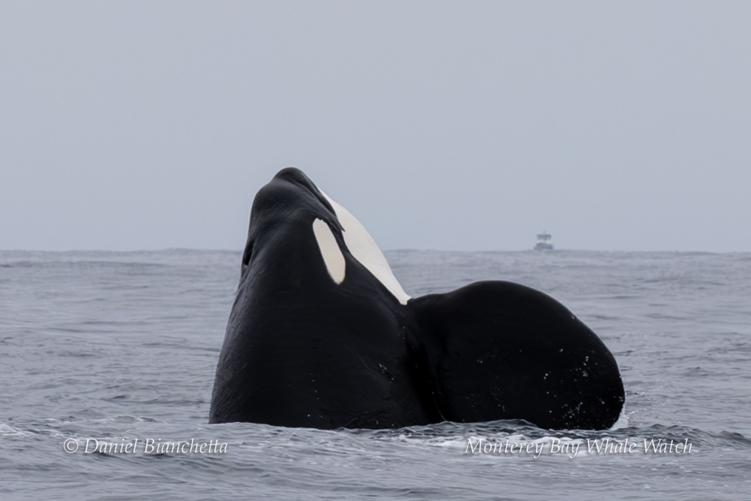 Orca surfacing in ocean with a distant boat on horizon.