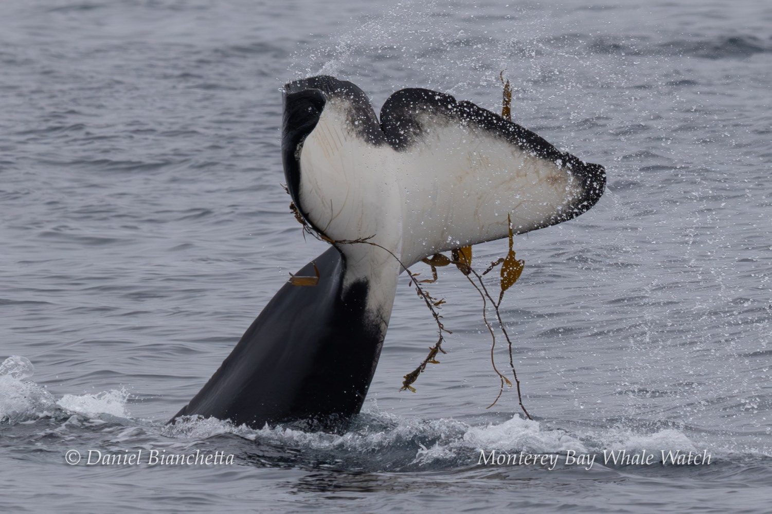 Whale tail with seaweed emerging from ocean water.