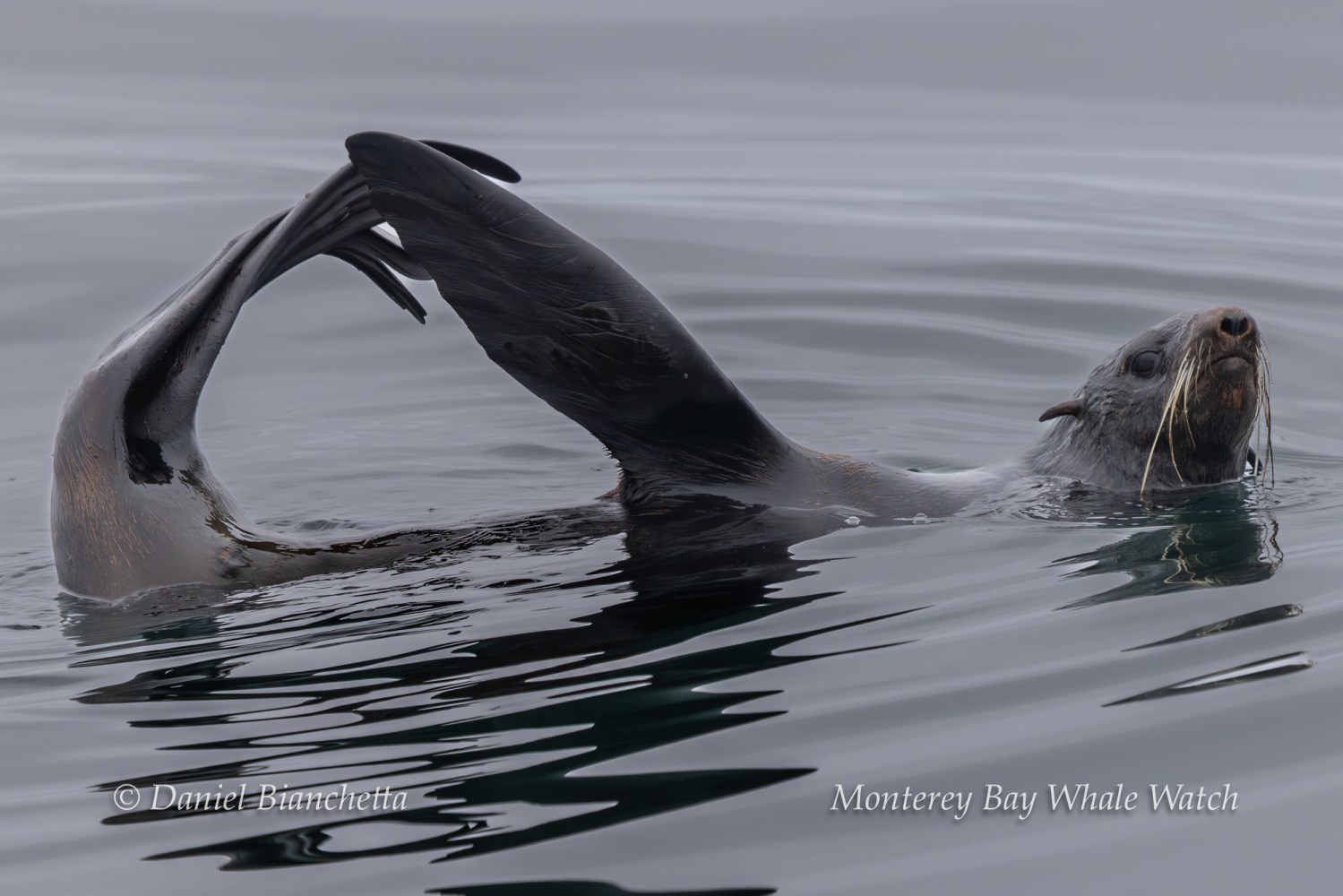 Sea lion floating on its back in calm water, flippers raised.