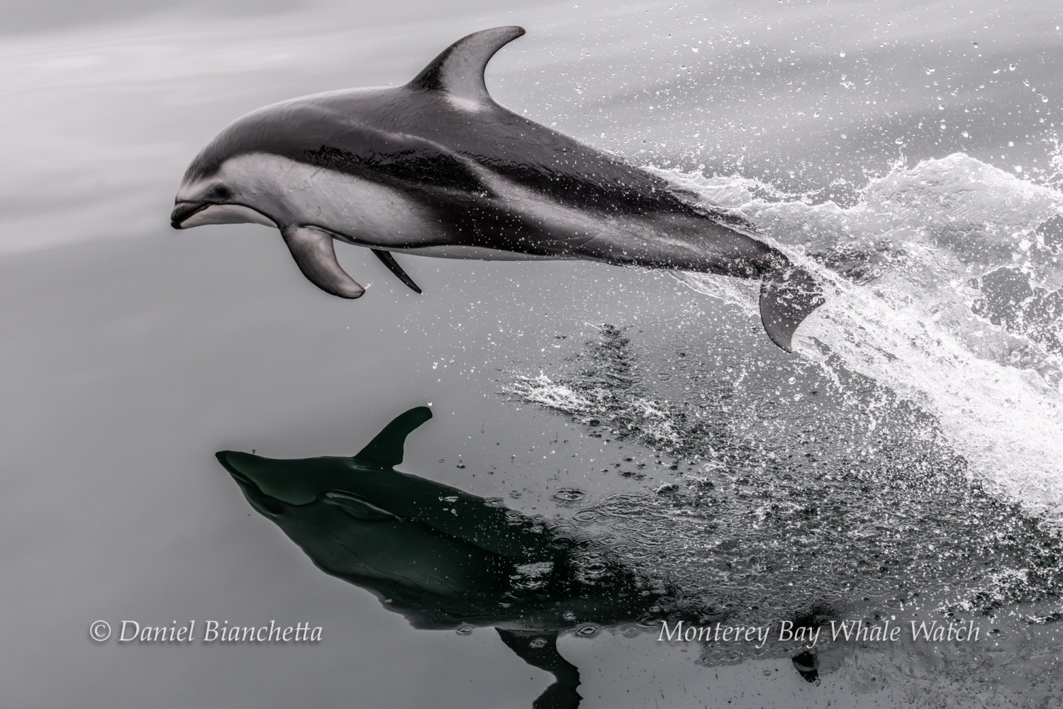 Leaping dolphin with reflection on calm water surface.