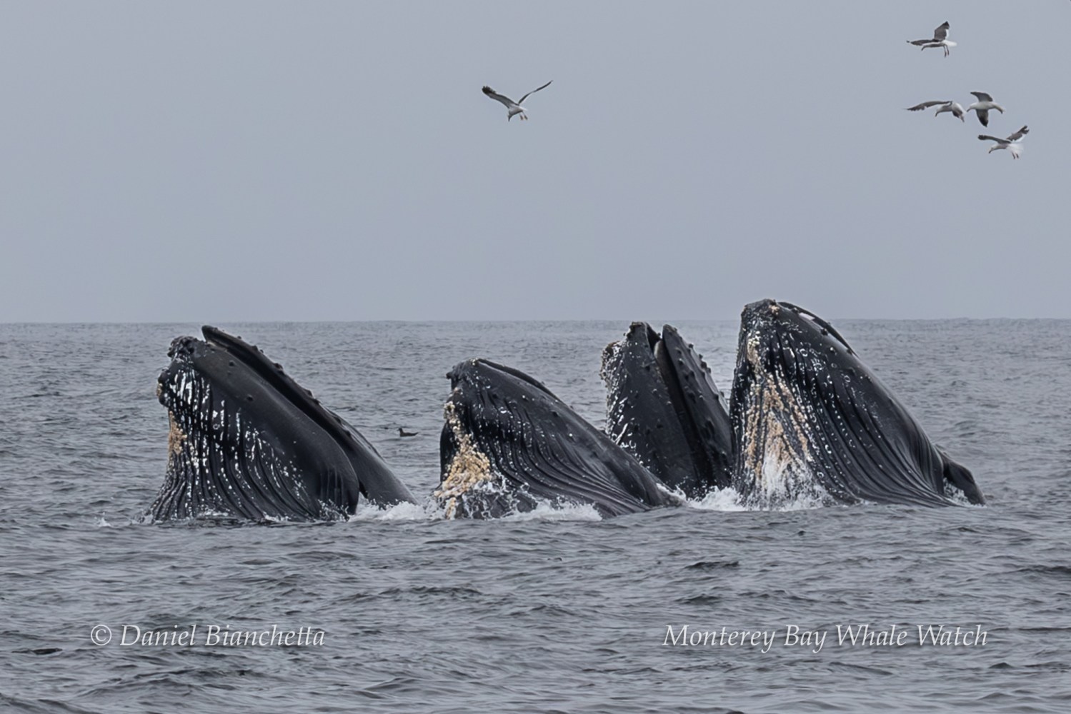 Group of whales surfacing with open mouths and birds flying overhead.