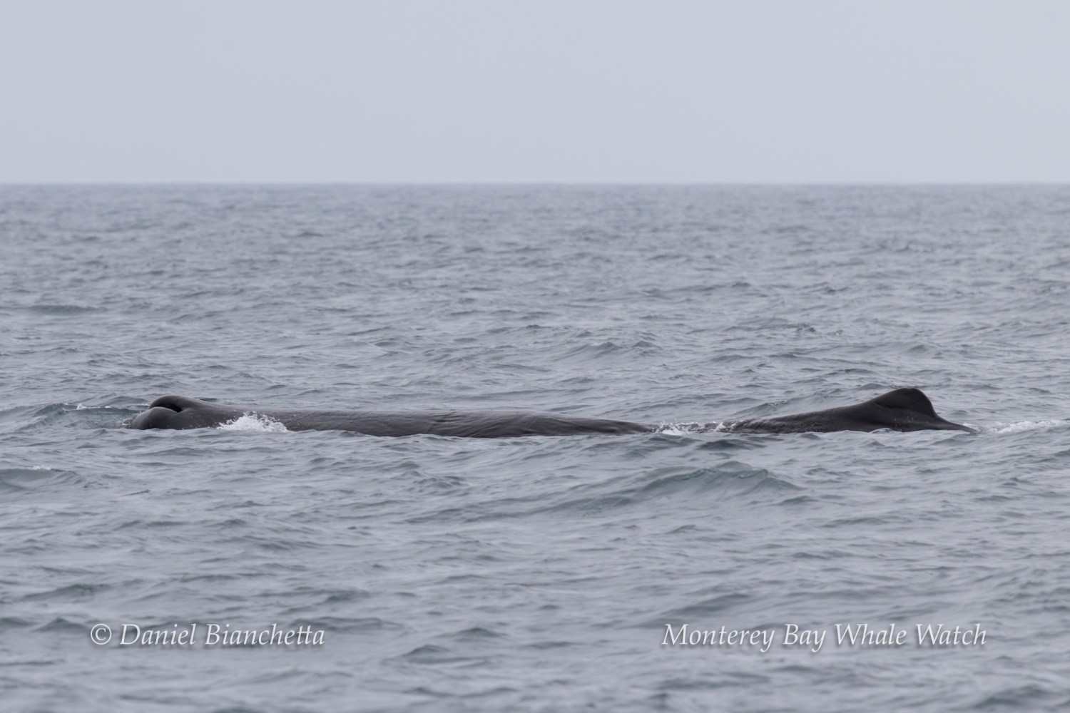 Sperm whale partially submerged in the ocean.
