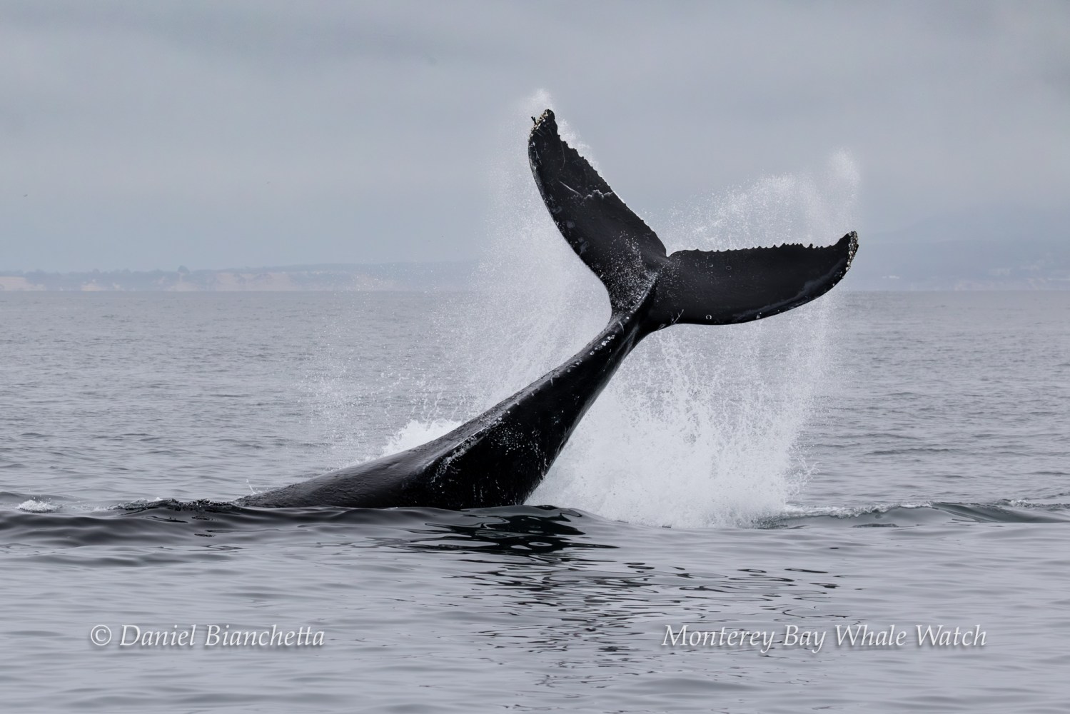 Whale tail splashing in ocean water with cloudy sky.