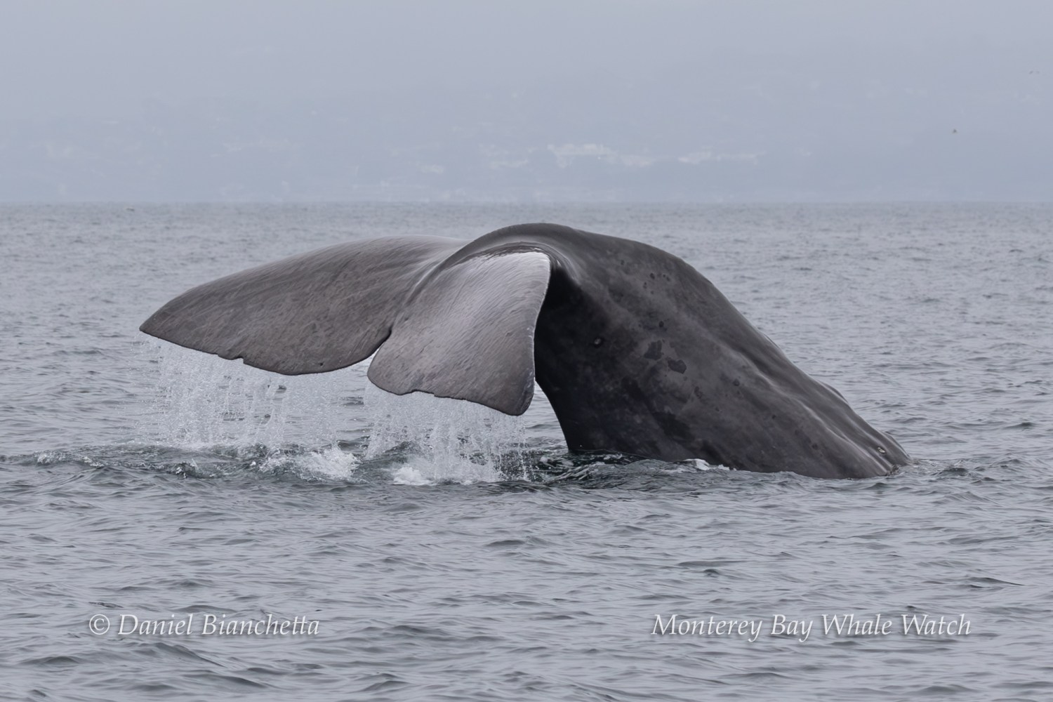 Whale tail emerging from the ocean water near Monterey Bay on a cloudy day.