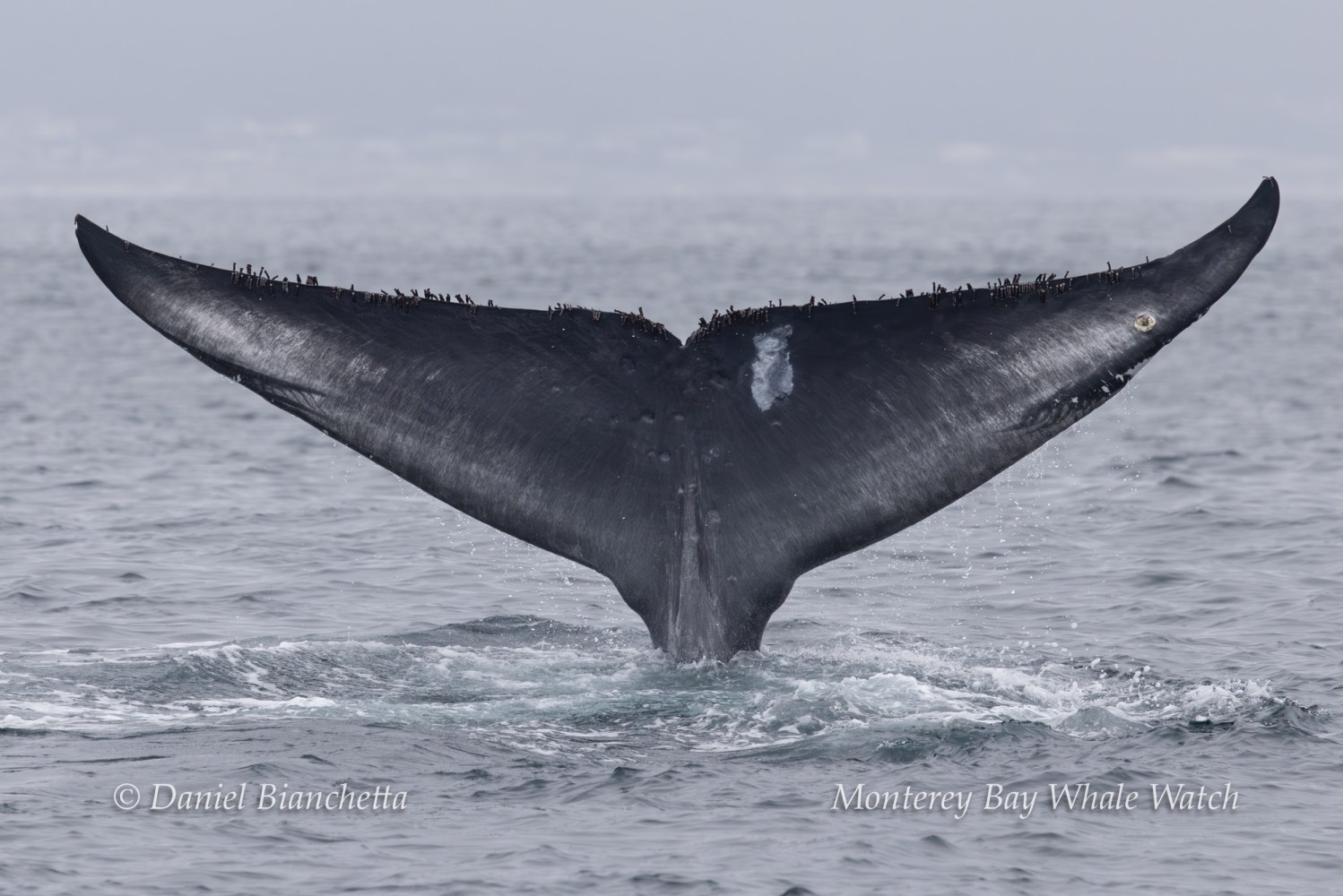 Close-up of a whale's tail above the ocean surface.