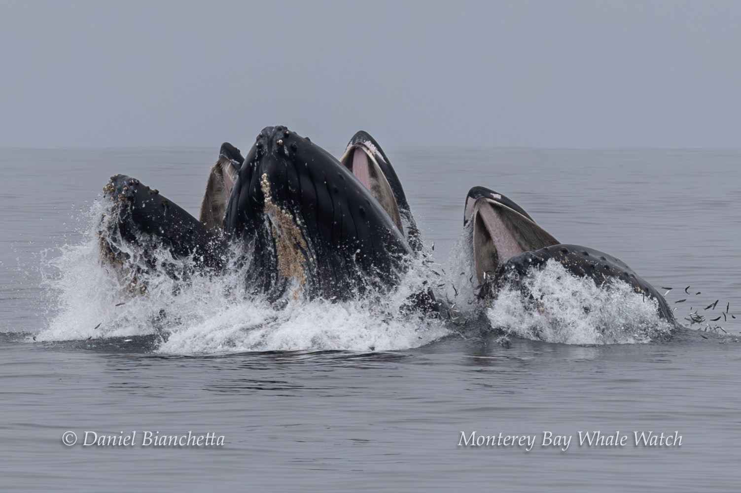 Humpback whales breaching with mouths open in ocean waters.