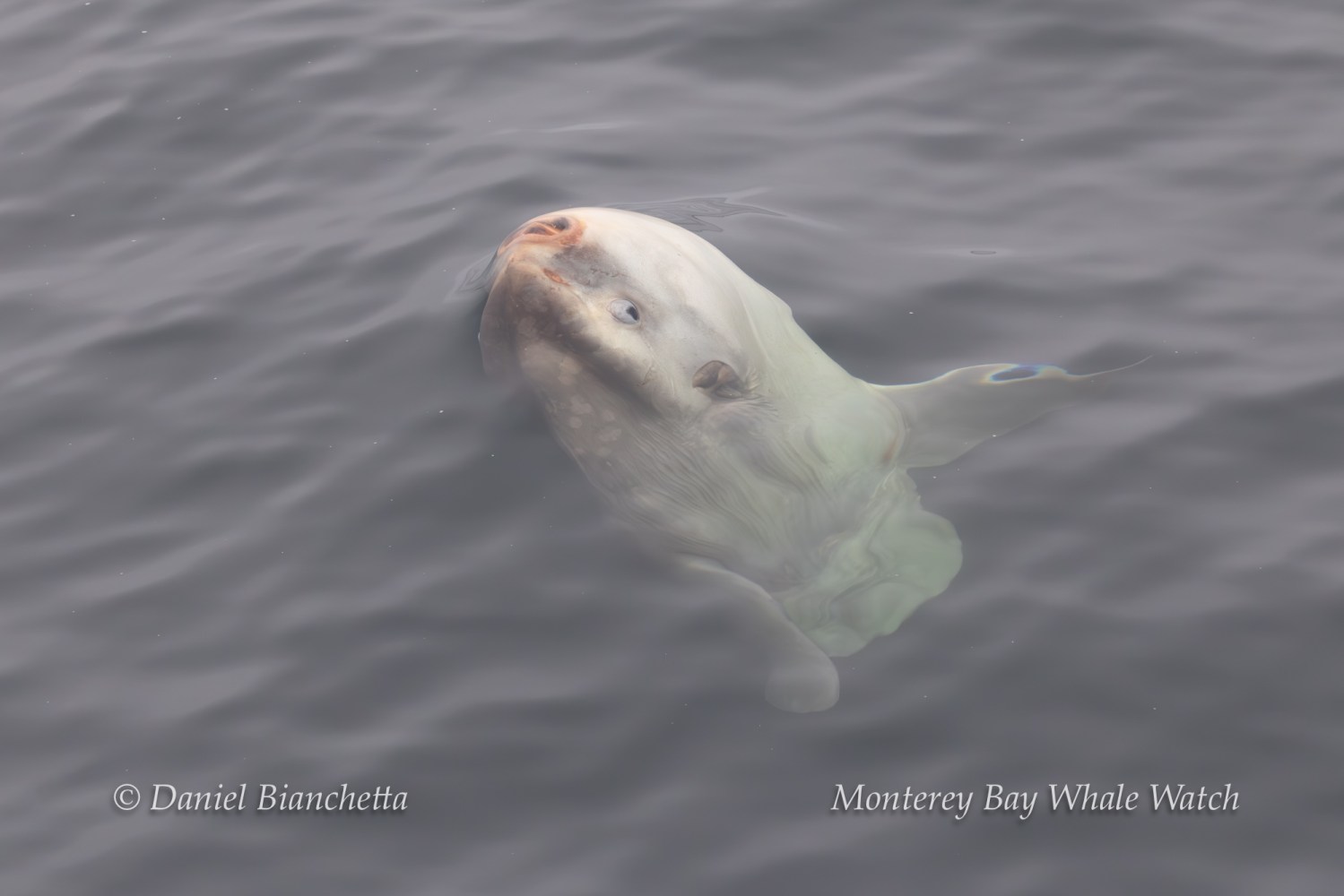 Sunfish gently floating near the water surface in a calm sea.