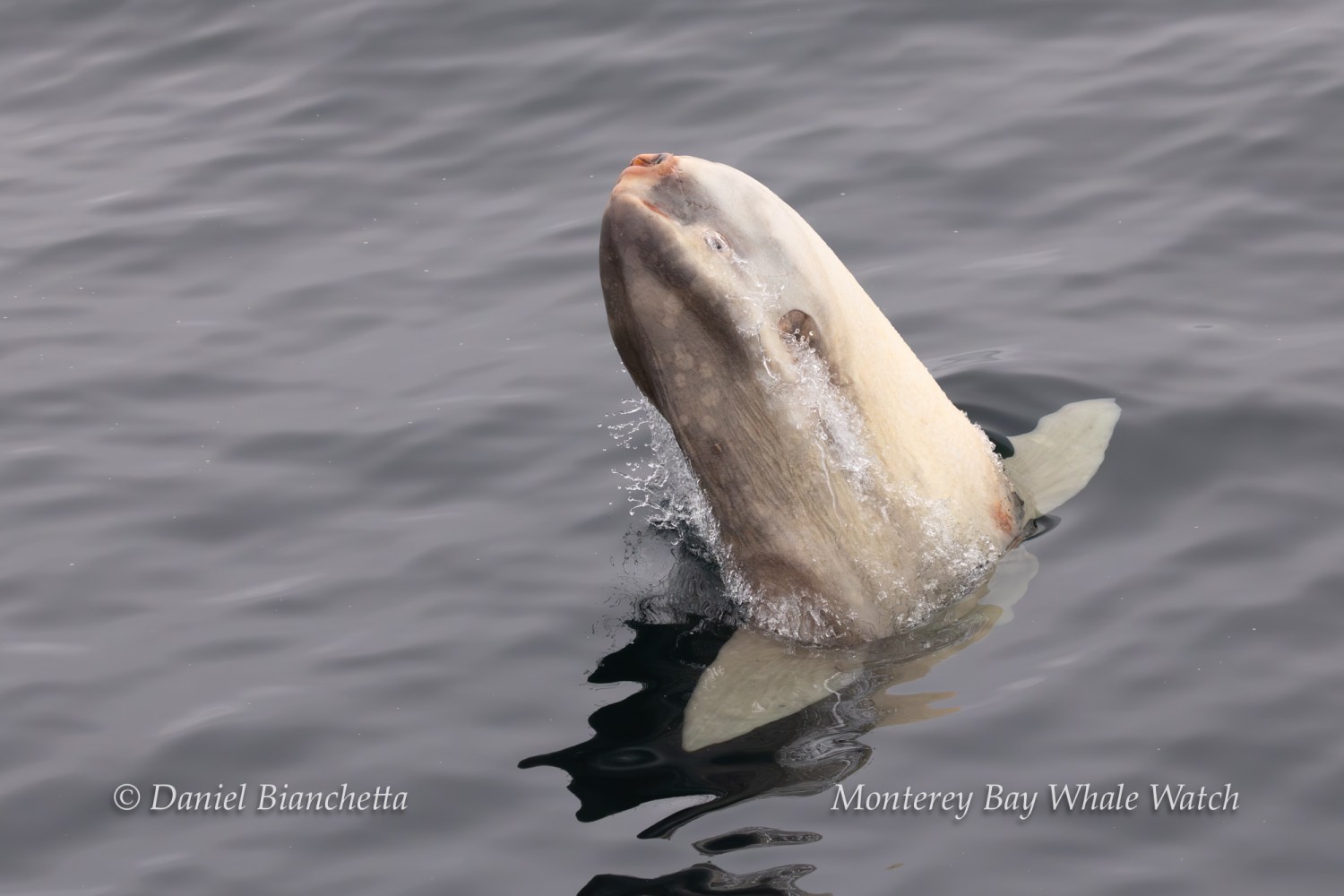 Risso's dolphin emerging vertically from ocean water.