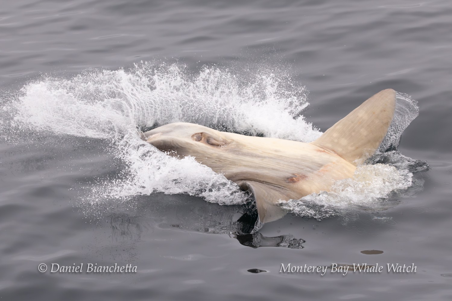 Albino orca surfacing in the ocean with water splashing.
