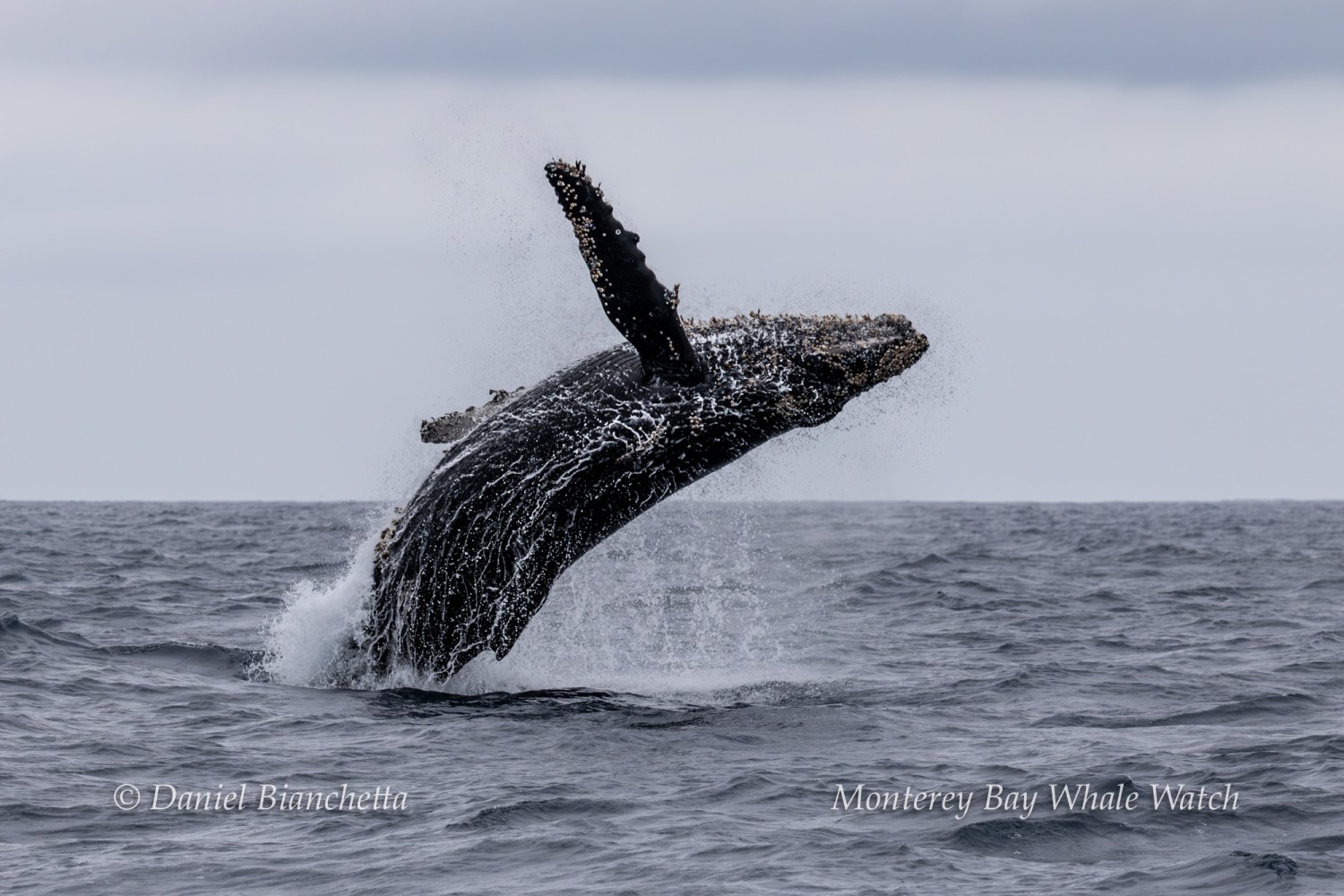 Humpback whale breaching from the ocean under a cloudy sky.