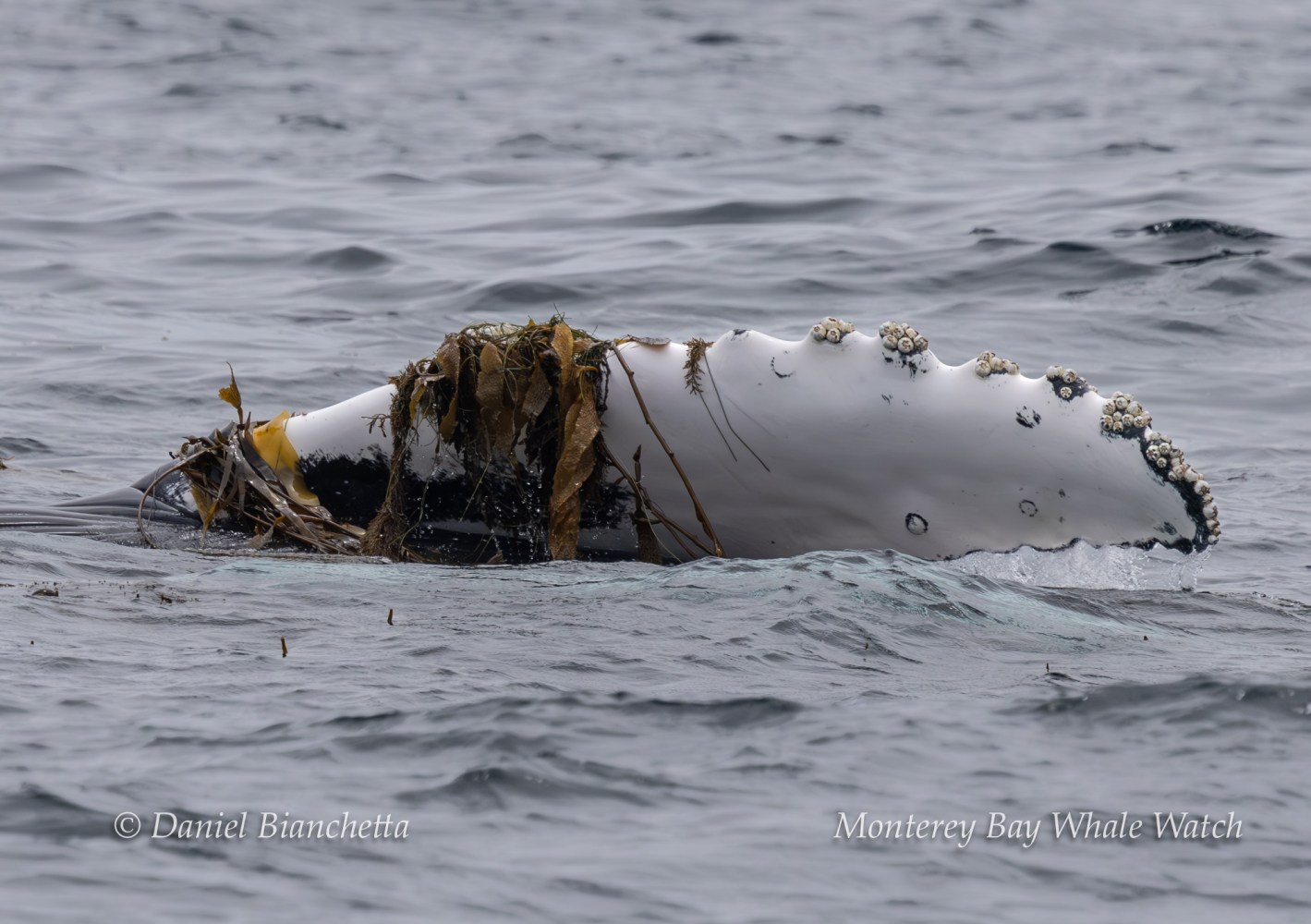 Humpback whale fin with seaweed and barnacles in ocean.