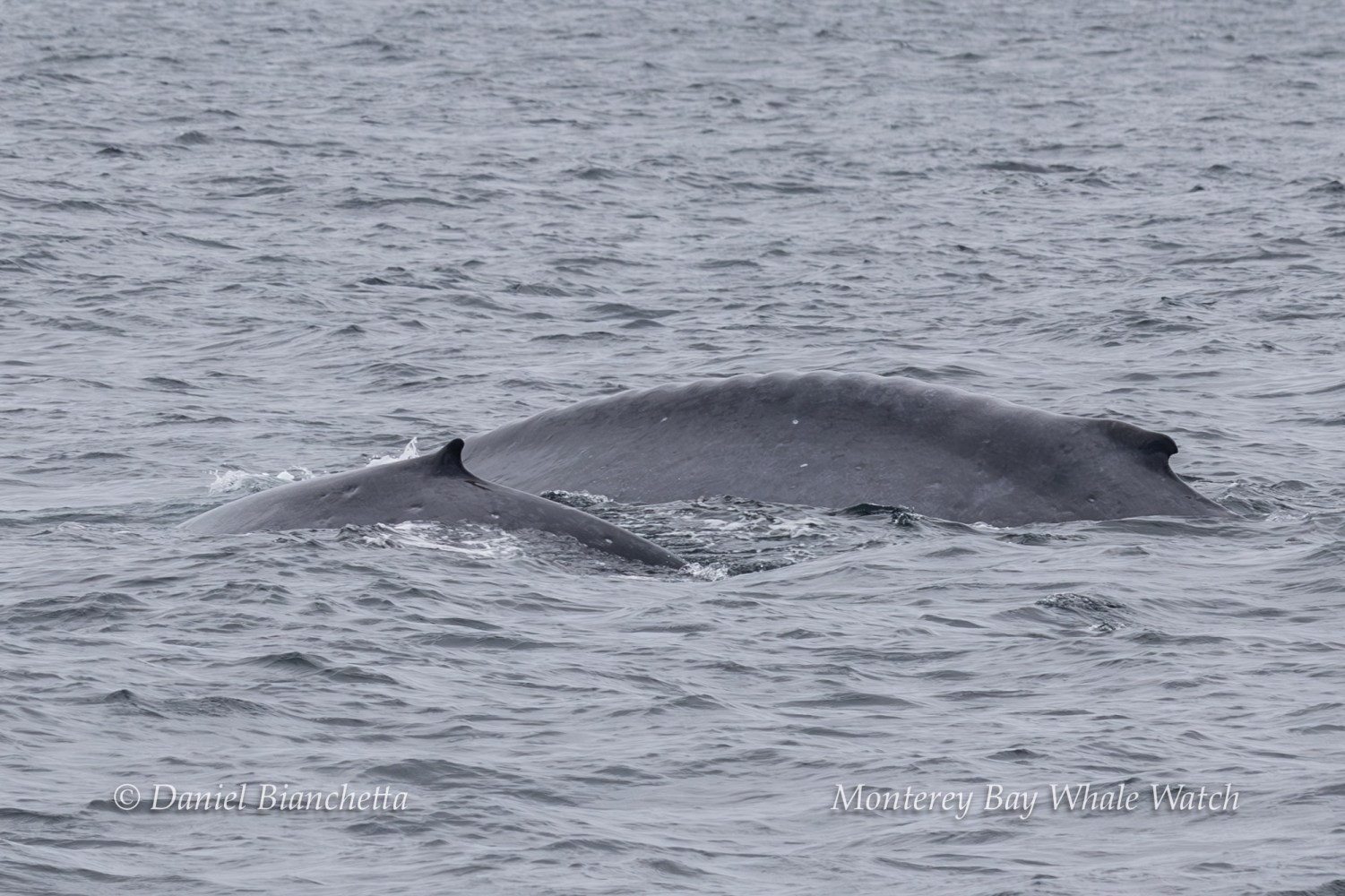 Two whales swimming in the ocean, with one larger than the other.