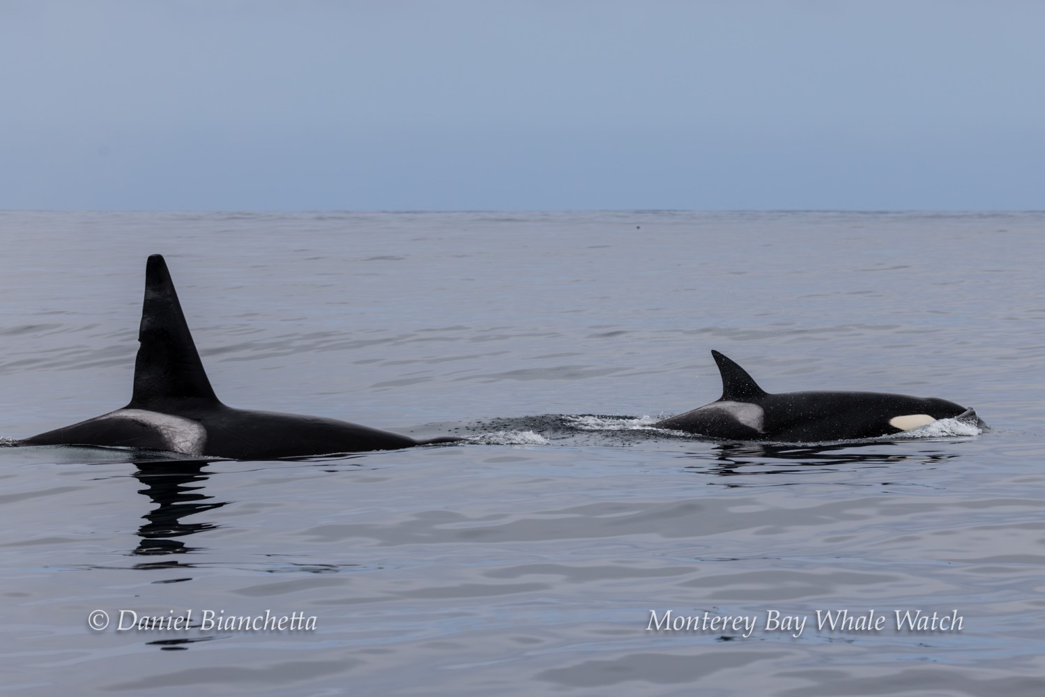 Two orcas swimming in calm ocean water under a cloudy sky.