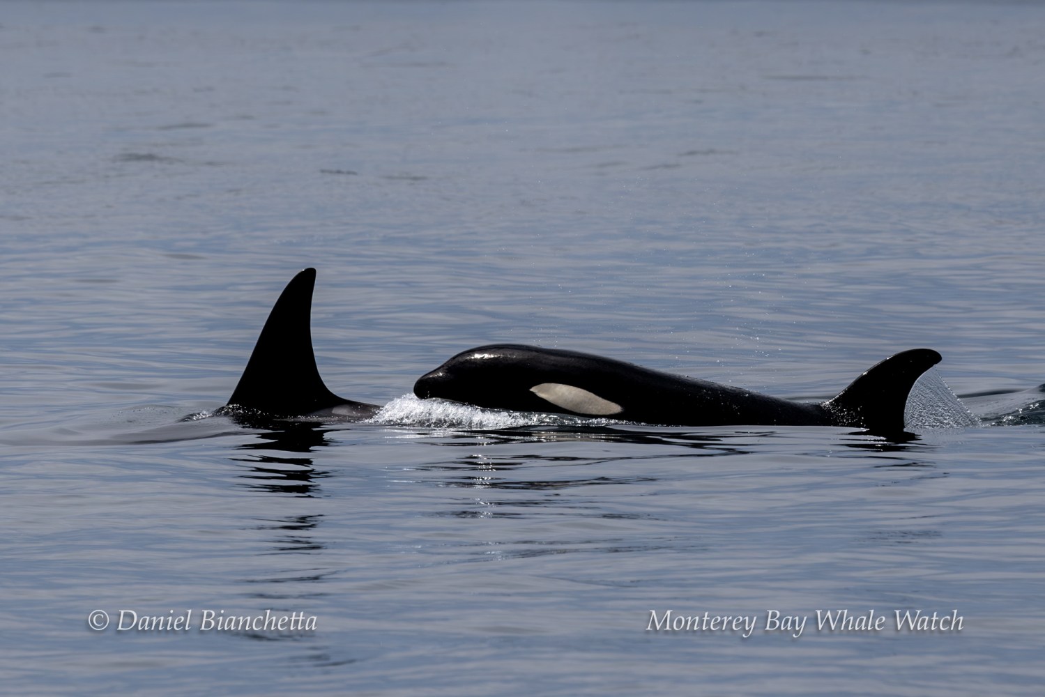 Two orcas swimming close together in calm ocean water.