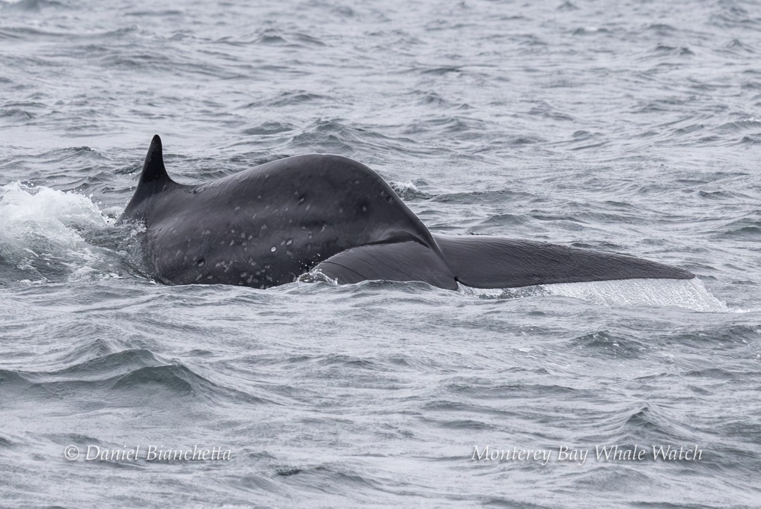 Humpback whale tail and back surfacing in ocean water.