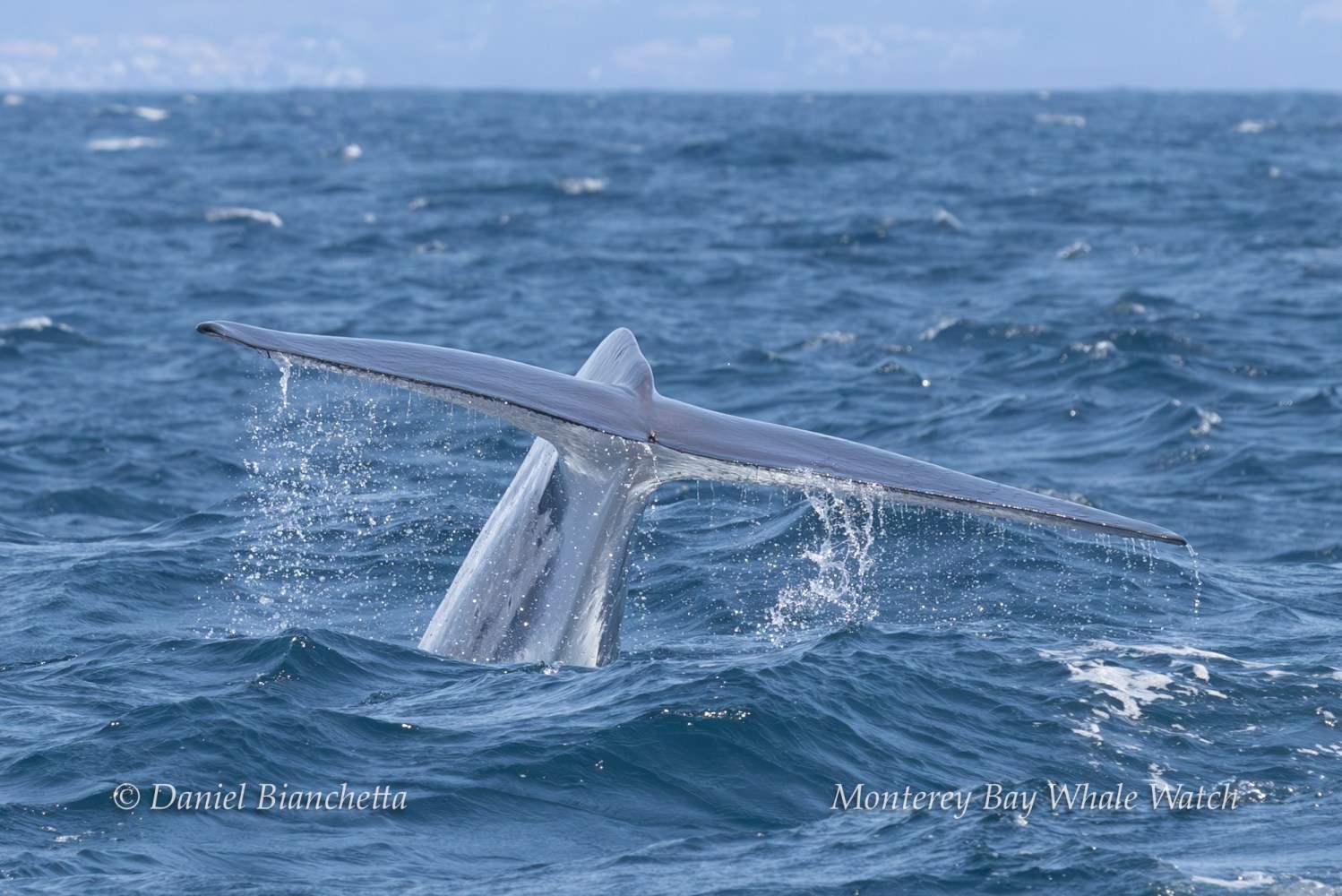 Whale tail splashing in ocean with distant coastline in background.