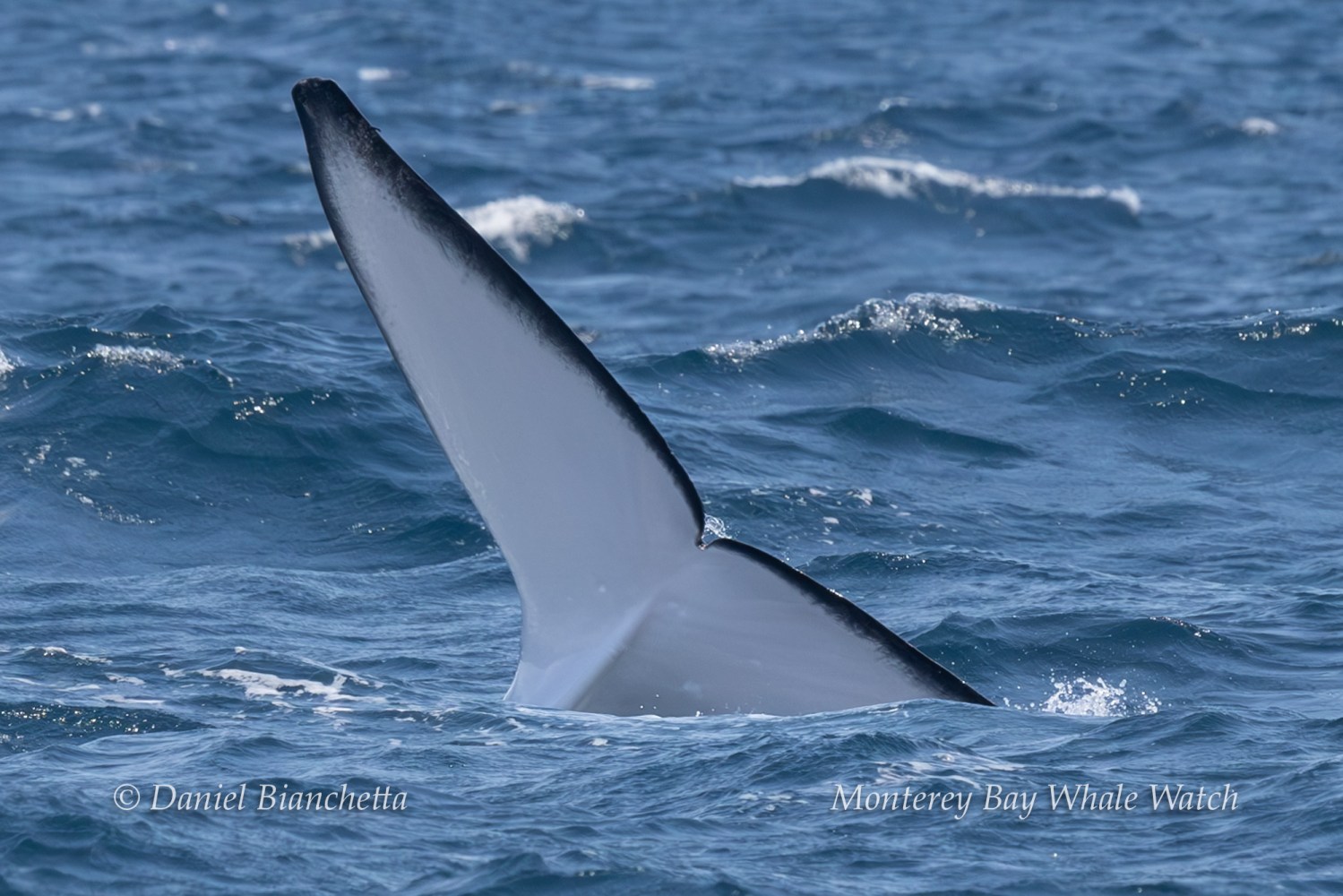 Whale fin emerging from ocean water.