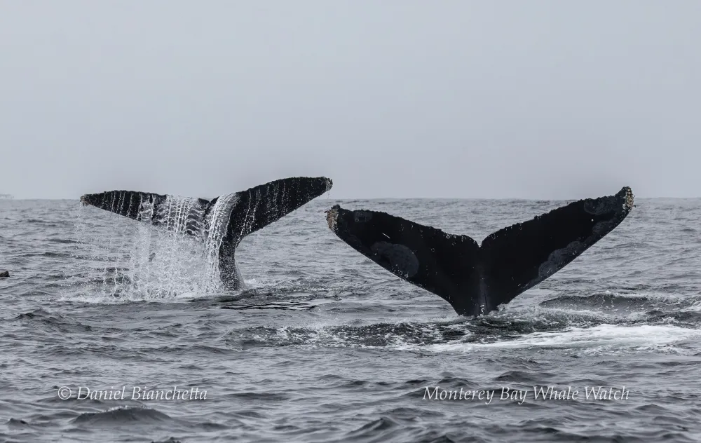 Two whale tails emerging from the ocean, with water splashing.