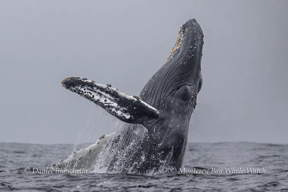 A humpback whale breaching the ocean surface.