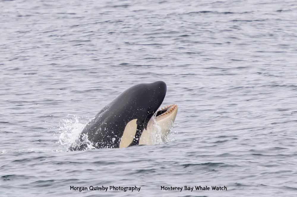 Orca surfacing in the ocean with mouth open.
