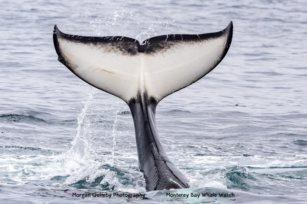 Whale tail above water surface, ocean background.
